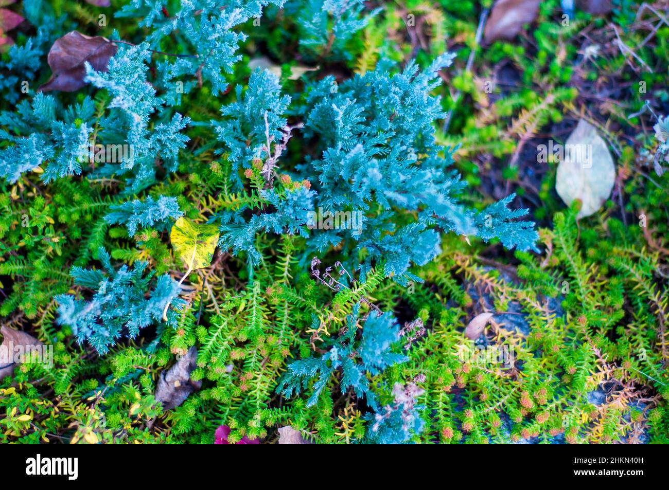 Sfondo floreale con forbi, ginepro blu, foglie e cover rettificate, full frame, soft focus. Foto Stock
