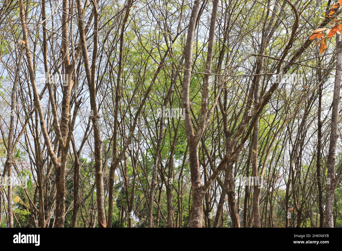 Hevea brasiliensis, l'albero di gomma di Pará, l'albero di sharinga, seringueira, o più comunemente, albero di gomma o pianta di gomma, è una pianta di fioritura appartenente a t Foto Stock