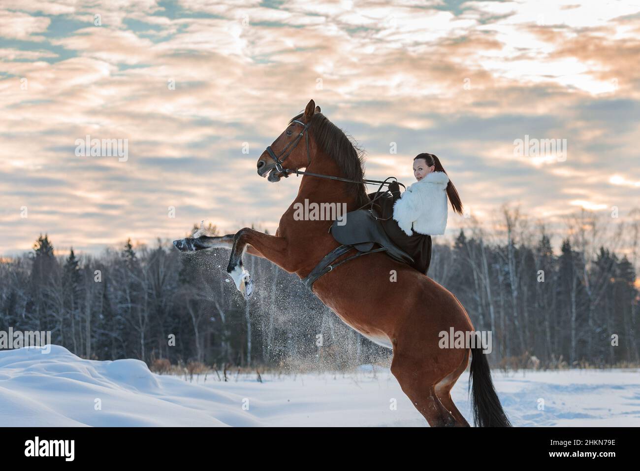 Una ragazza in un mantello bianco corre un cavallo marrone in inverno. Ora d'oro, sole tramontato. Il cavallo si alza. Foto Stock