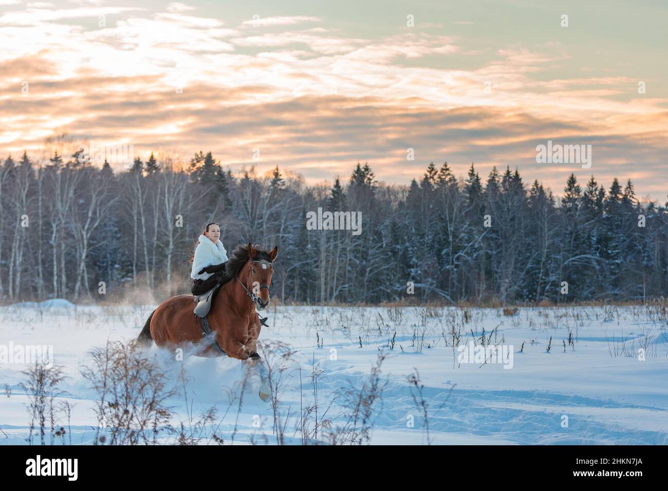 Una ragazza in un mantello bianco corre un cavallo marrone in inverno. Ora d'oro, sole tramontato. Foto Stock
