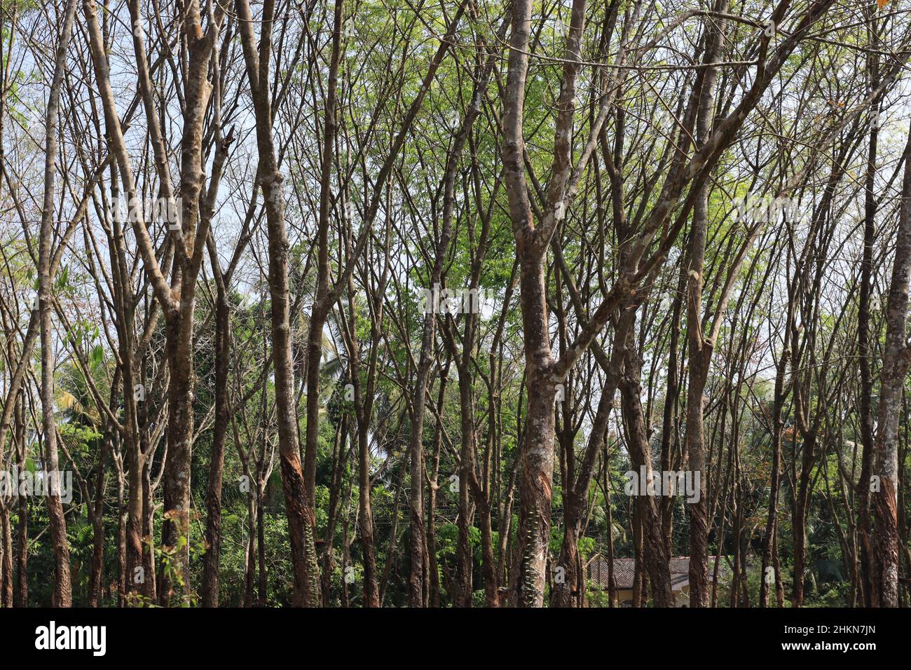 Quando la corteccia dell'albero di Hevea è parzialmente tagliata (maschiata), un liquido lattiginoso trasuda dalla ferita e si asciuga per dare una pellicola gommosa. Foto Stock