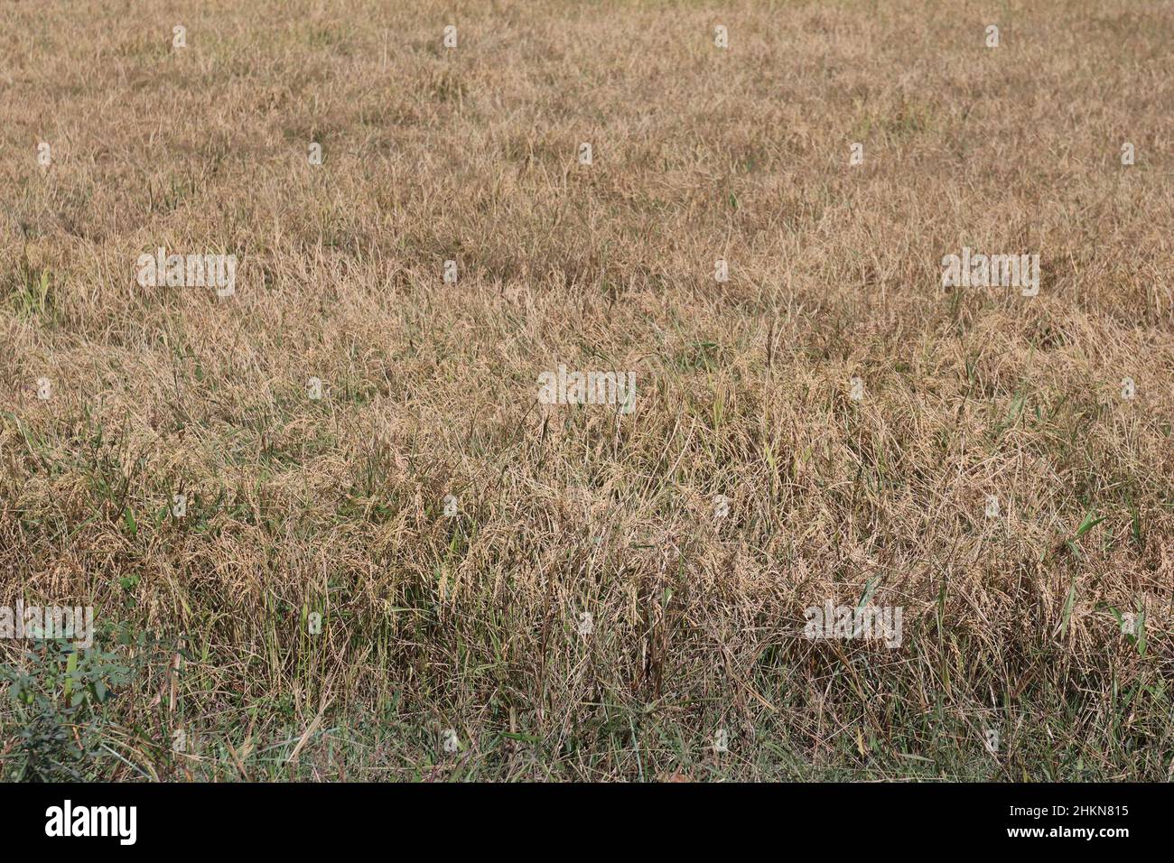 Bella risaia gialla prima del raccolto Foto Stock