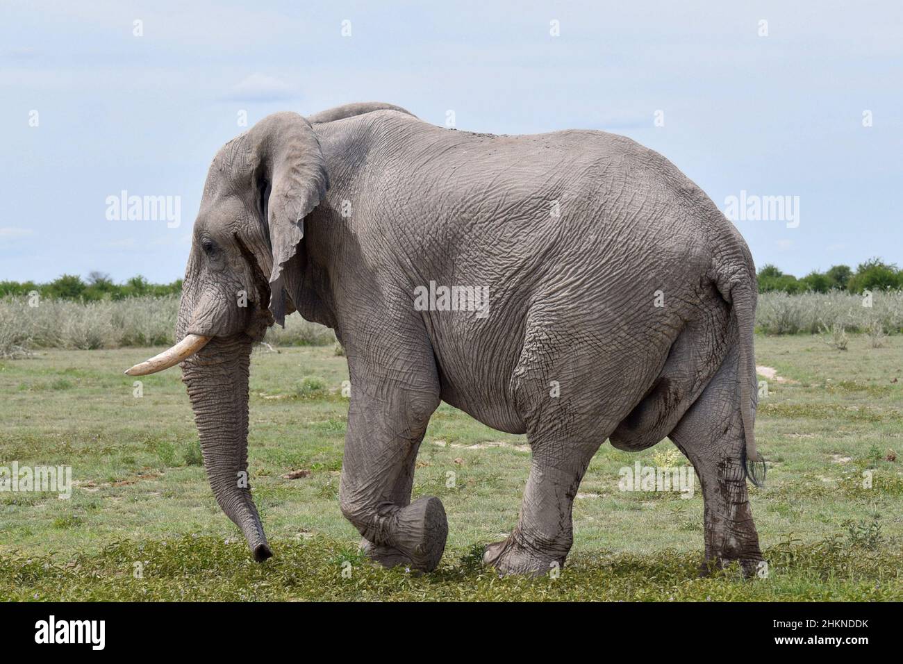 Elefante toro a Nxai Pan, Botswana Foto Stock