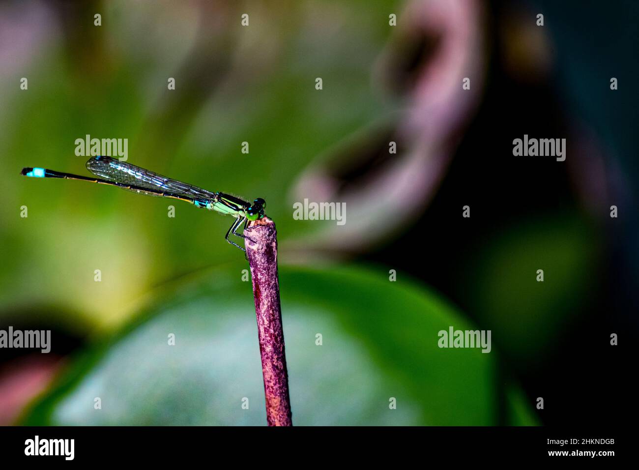 Dragonfly tenere su rami asciutti e spazio di copia. Dragonfly nella natura habitat fauna selvatica. Bella scena naturale con libellula all'aperto. Foto Stock