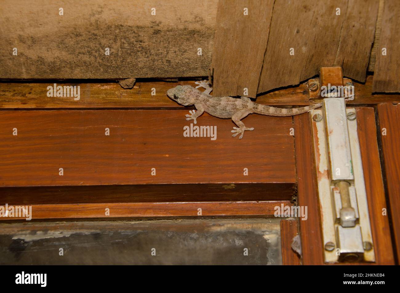 Boettger's Wall gecko Tarentola boettgeri accanto ad un latch finestra. Cruz de Pajonales. Tejeda. Gran Canaria. Isole Canarie. Spagna. Foto Stock