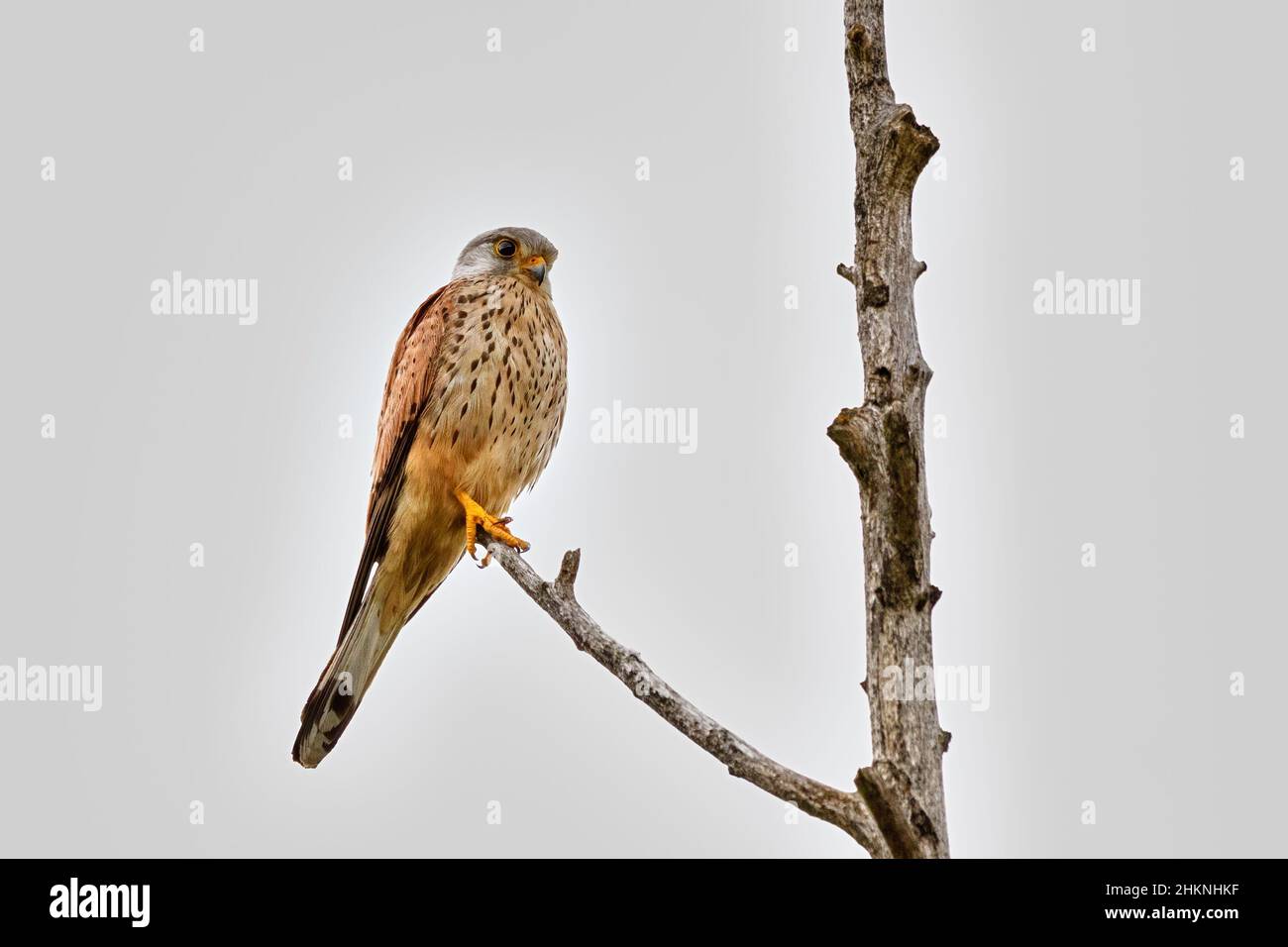 Gheppio comune seduto su un ramo asciutto. Vista laterale, primo piano. Sfondo chiaro sfocato, isolato. Spazio di copia. Genere specie Falco tinnunculus. Foto Stock