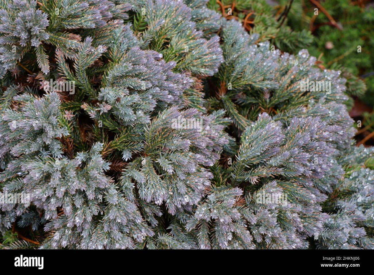 Albero di ginepro stella blu nel giardino. Foto Stock