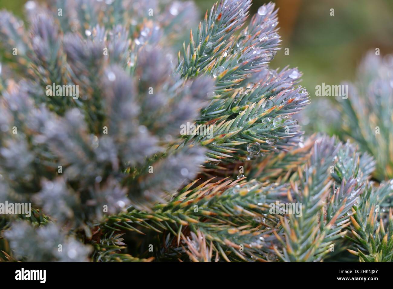 Albero di ginepro stella blu nel giardino. Foto Stock