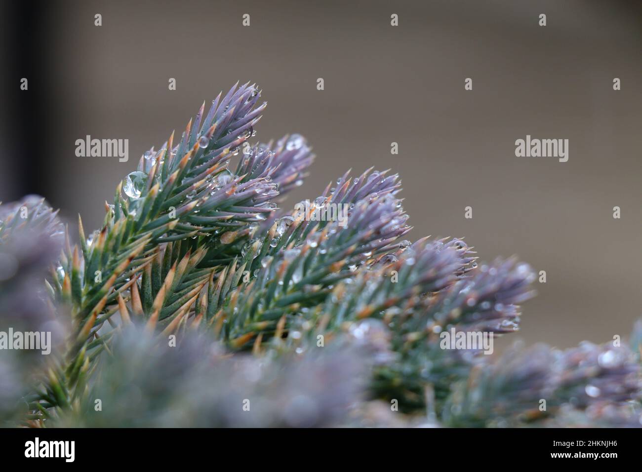 Albero di ginepro stella blu nel giardino. Foto Stock