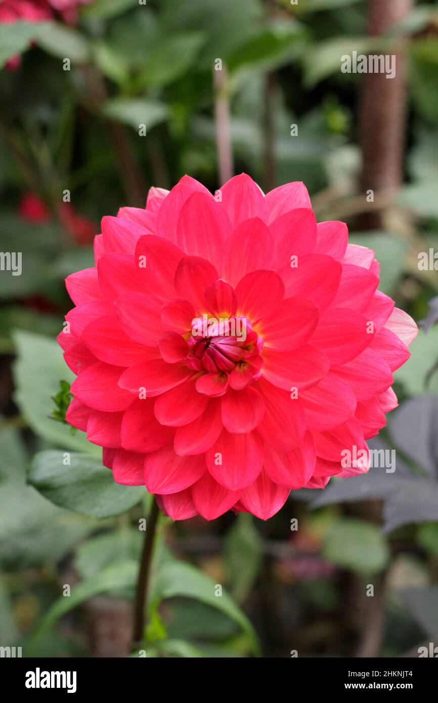 Dahlia 'Kilburn Glow' Foto Stock