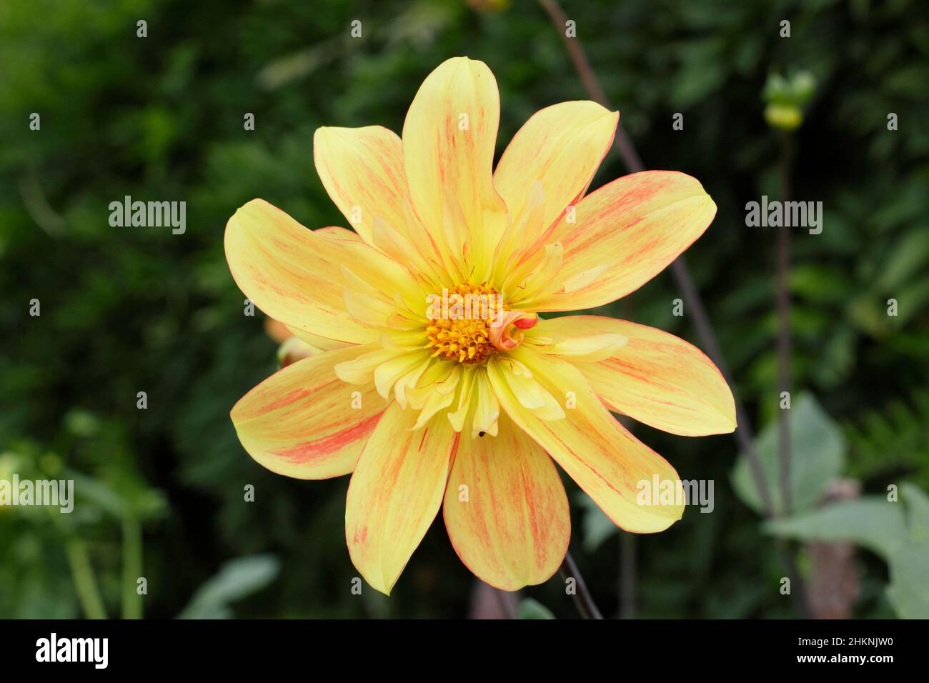 Dahlia 'Asphire Julie', collarette dahlia con fioritura di albicocche nel mese di settembre. REGNO UNITO Foto Stock