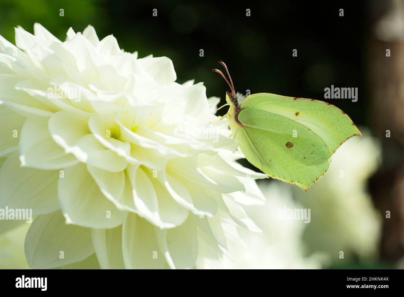 Farfalla di pietra di pietra sul fiore di dahlia. Gonepteryx rhamniahlia su Dahlia 'Charlie Two' medio decorativo dahlia nel mese di settembre. REGNO UNITO Foto Stock