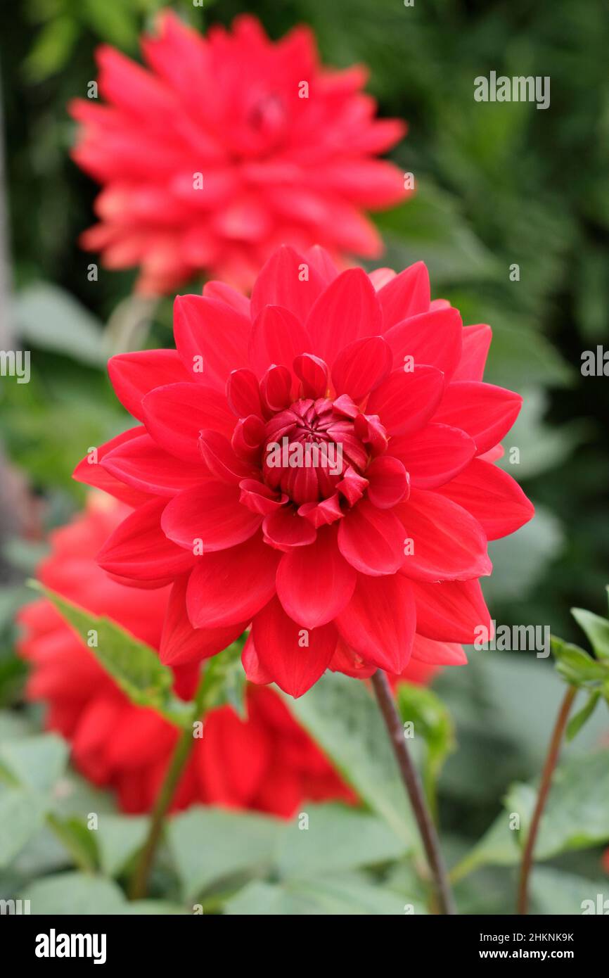 Dahlia Taratahi Ruby, piccolo dahlia di giglio con fioritura rossa nel mese di settembre. REGNO UNITO Foto Stock