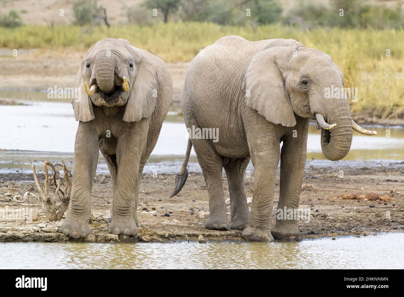 Due elefanti africani (Loxodonta africana) acqua potabile di toro dal lago Masek, Ngorongoro Conservation Area, Tanzania, Africa. Foto Stock