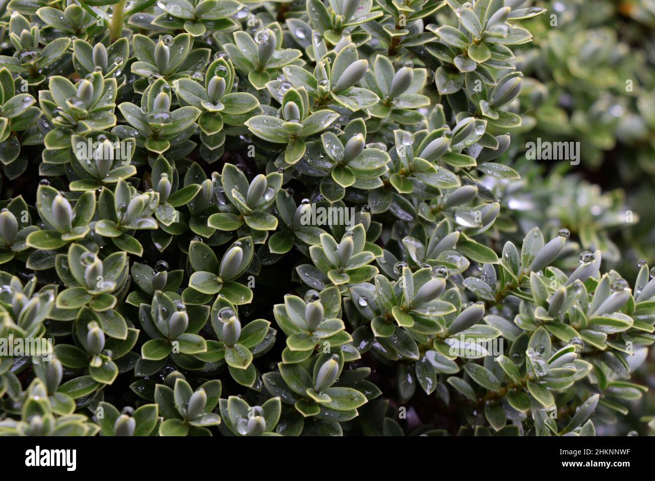 Perline d'acqua sulle foglie di un hebe, nel giardino.Hebe una pianta sempreverde con foglie chiare e fini.Callitrichaceae Evergreen. Plantaginaceae Foto Stock