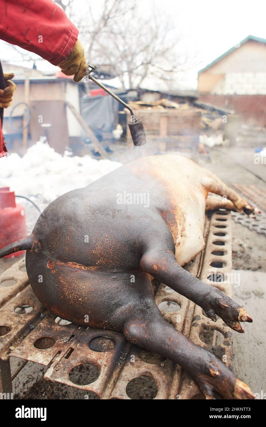 animale, pancetta, sangue, corpo, macellaio, macellato, carcassa, trasportato, cadavere, artigiano, crudeltà, danneggiato, morto, attrezzatura, fattoria, agricoltore, grasso, fuoco, carne Foto Stock