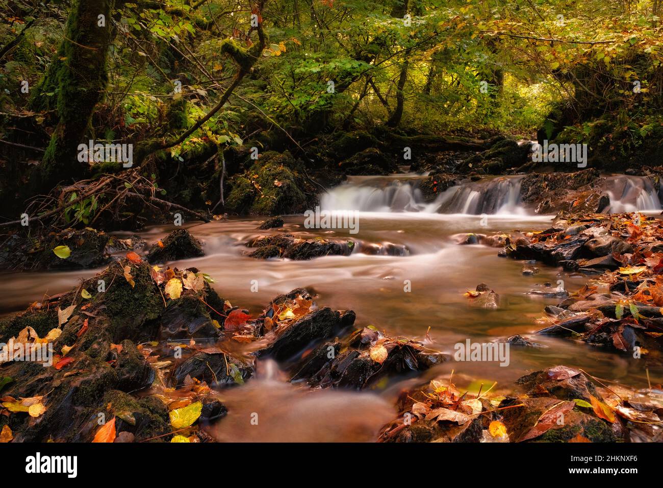 Torrenti di montagna pittoreschi e misteriosi d'Irlanda in autunno Foto Stock