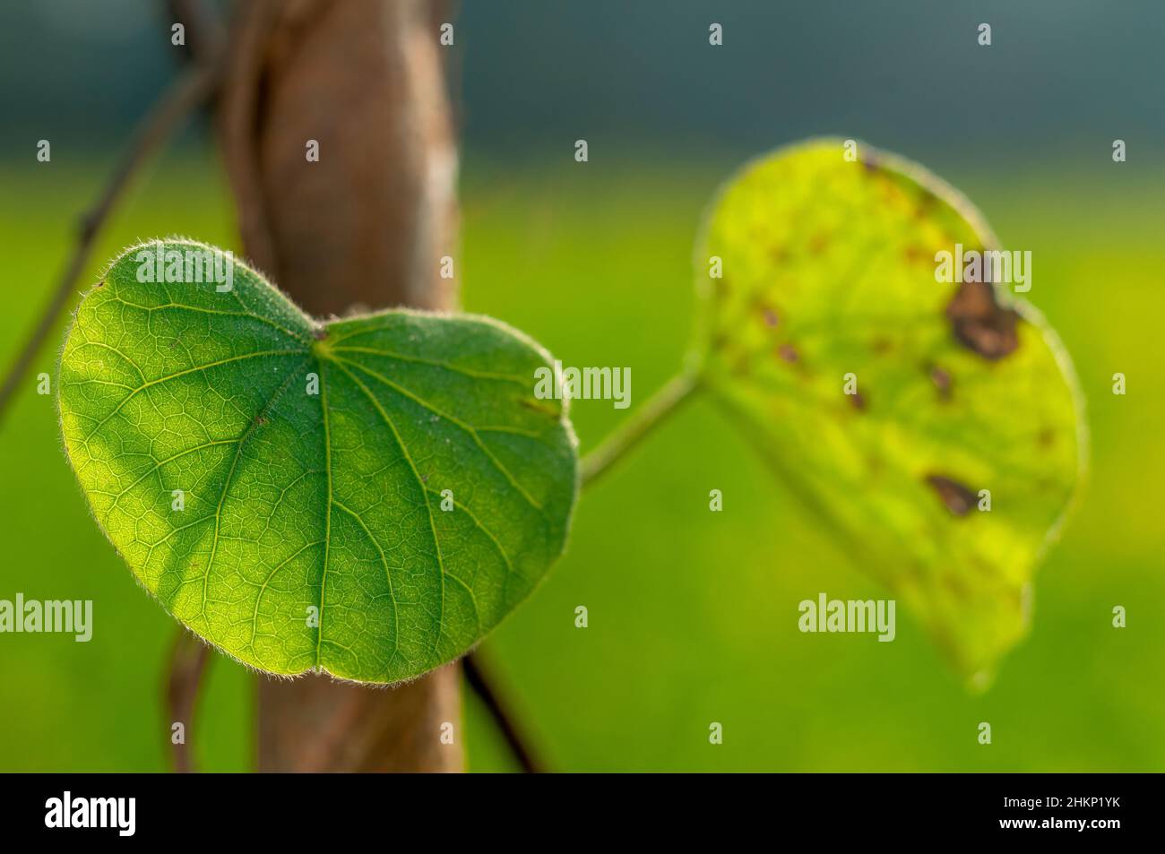 A forma di cuore su foglie di un albero Foto stock - Alamy