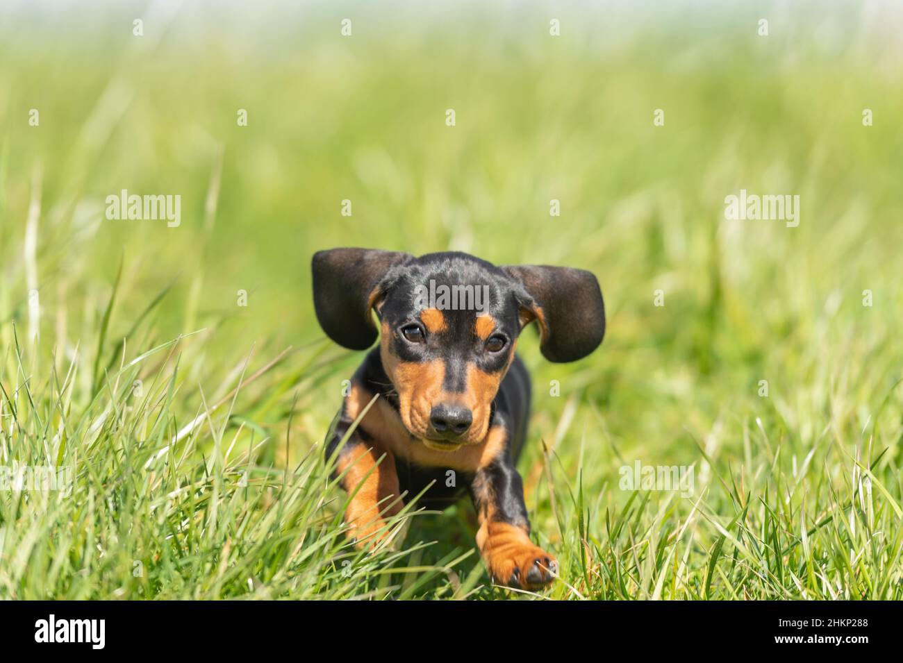 carino cane cucciolo salsiccia piccola fuori in natura su erba Foto Stock