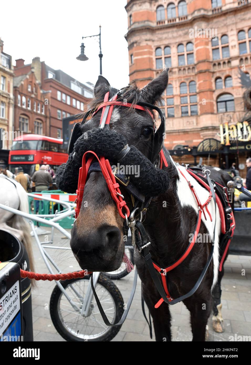 Cambridge Circus, Londra, Regno Unito. 5th febbraio 2022. I viaggiatori e i loro cavalli e carrozze si riuniscono a Cambridge Circus, Londra. Credit: Matthew Chattle/Alamy Live News Foto Stock