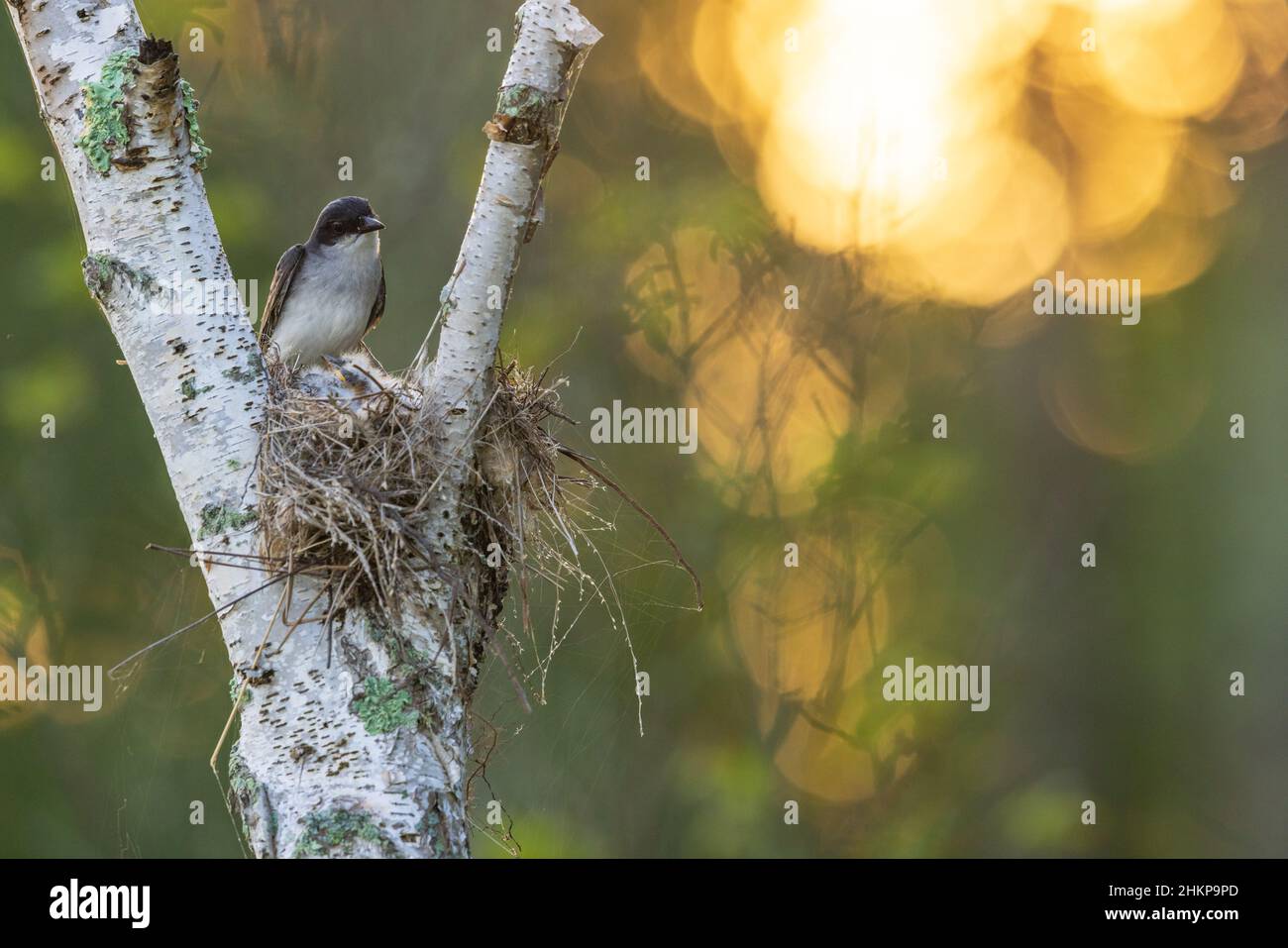 Mattina presto in un nido di kingbird nel Wisconsin settentrionale. Foto Stock