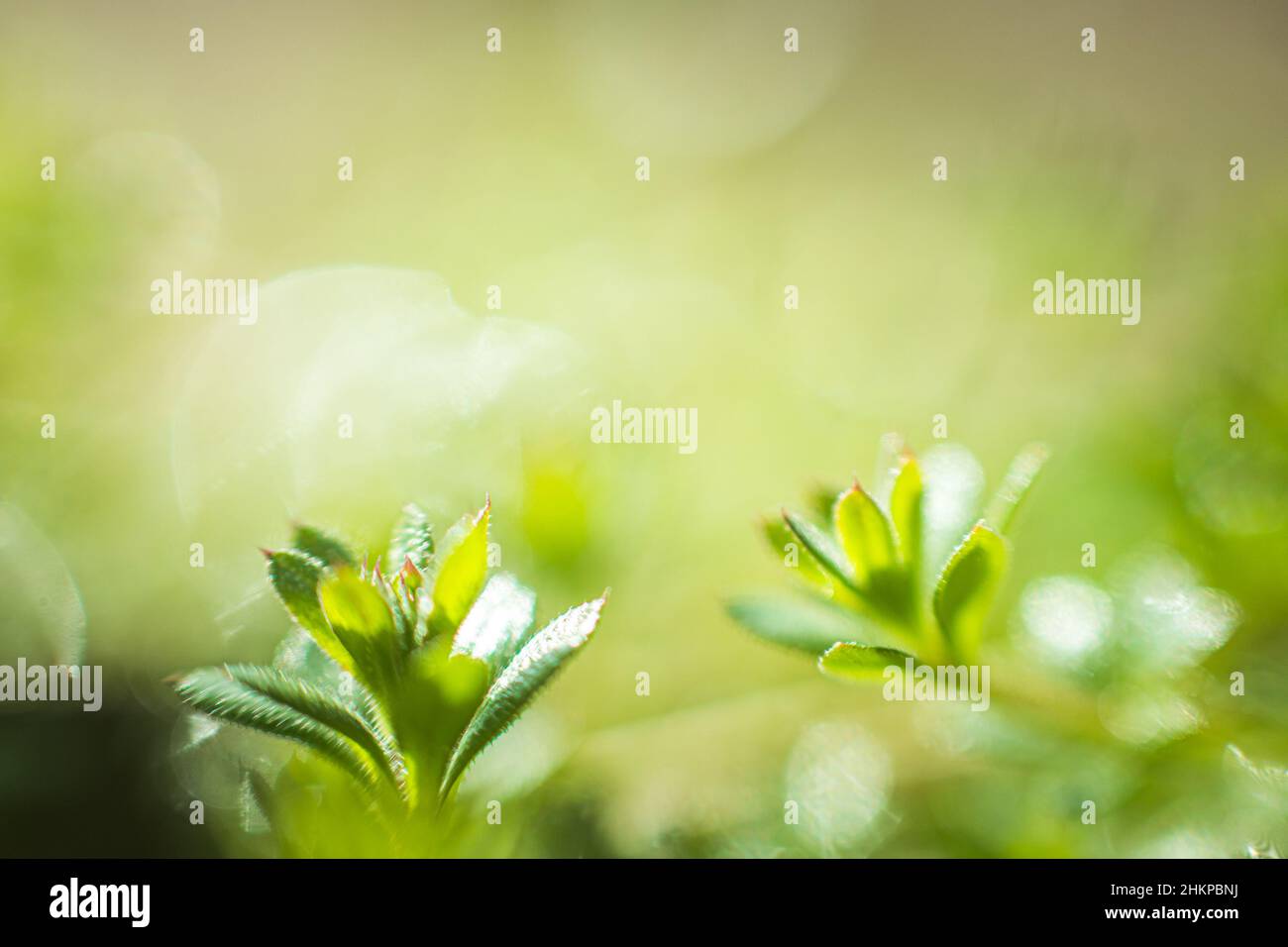 Galium aparine cleavers, clivers, goosegrass, catchweed, stickyweed, robin-run-la-hedge, sticky willy, stickyjack, stickeljack, e grip erba vicina- Foto Stock