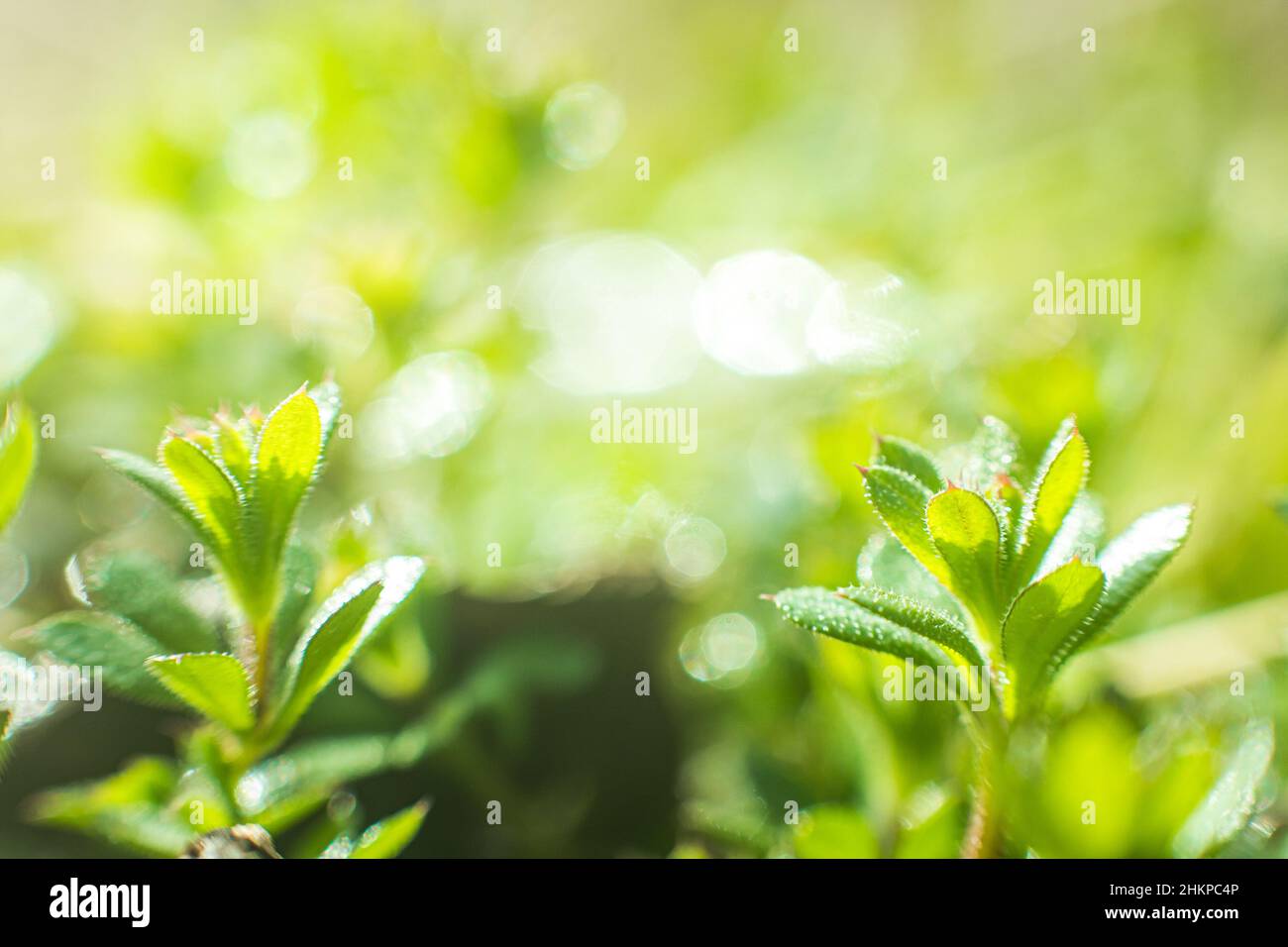 Galium aparine cleavers, clivers, goosegrass, catchweed, stickyweed, robin-run-la-hedge, sticky willy, stickyjack, stickeljack, e grip erba vicina- Foto Stock