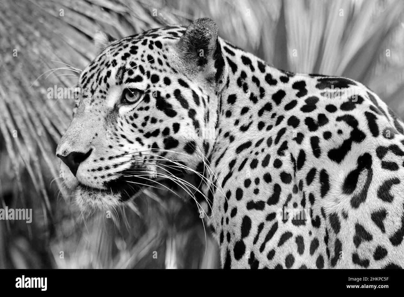 Jaguar Panthera onca Belize Foto Stock