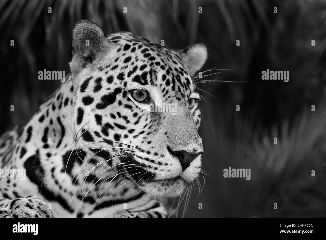 Jaguar Panthera onca Belize Foto Stock