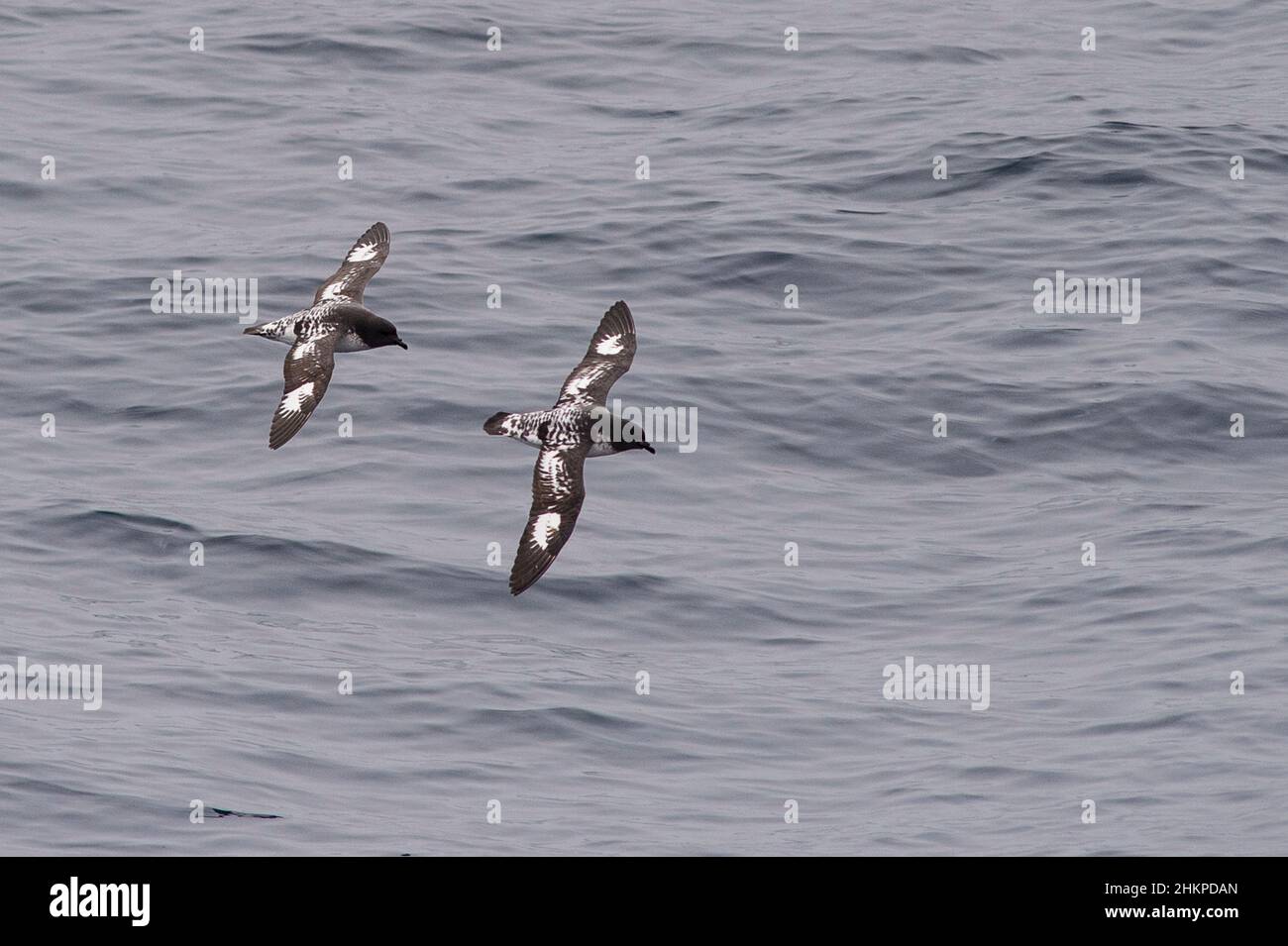 Capo Petrel, Daption Capense, volare in mare al largo della penisola antartica Foto Stock