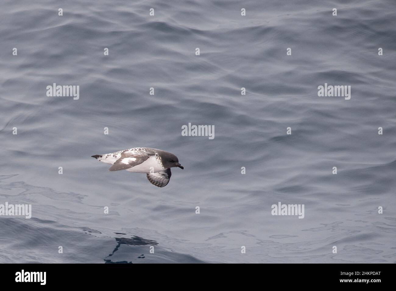 Capo Petrel, Daption Capense, volare in mare al largo della penisola antartica Foto Stock