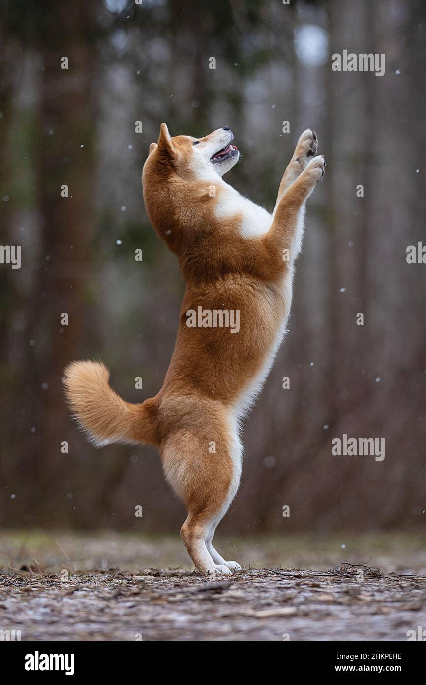 Un bel cane della razza Shiba Inu si erge sulle gambe posteriori. Foto Stock