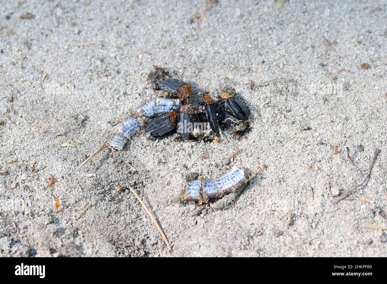 Anguis fragilis, noto anche come verme lento, verme lento, verme cieco o lucertola di vetro, e spesso scambiato per un serpente. Animale schiantato in auto. Foto Stock