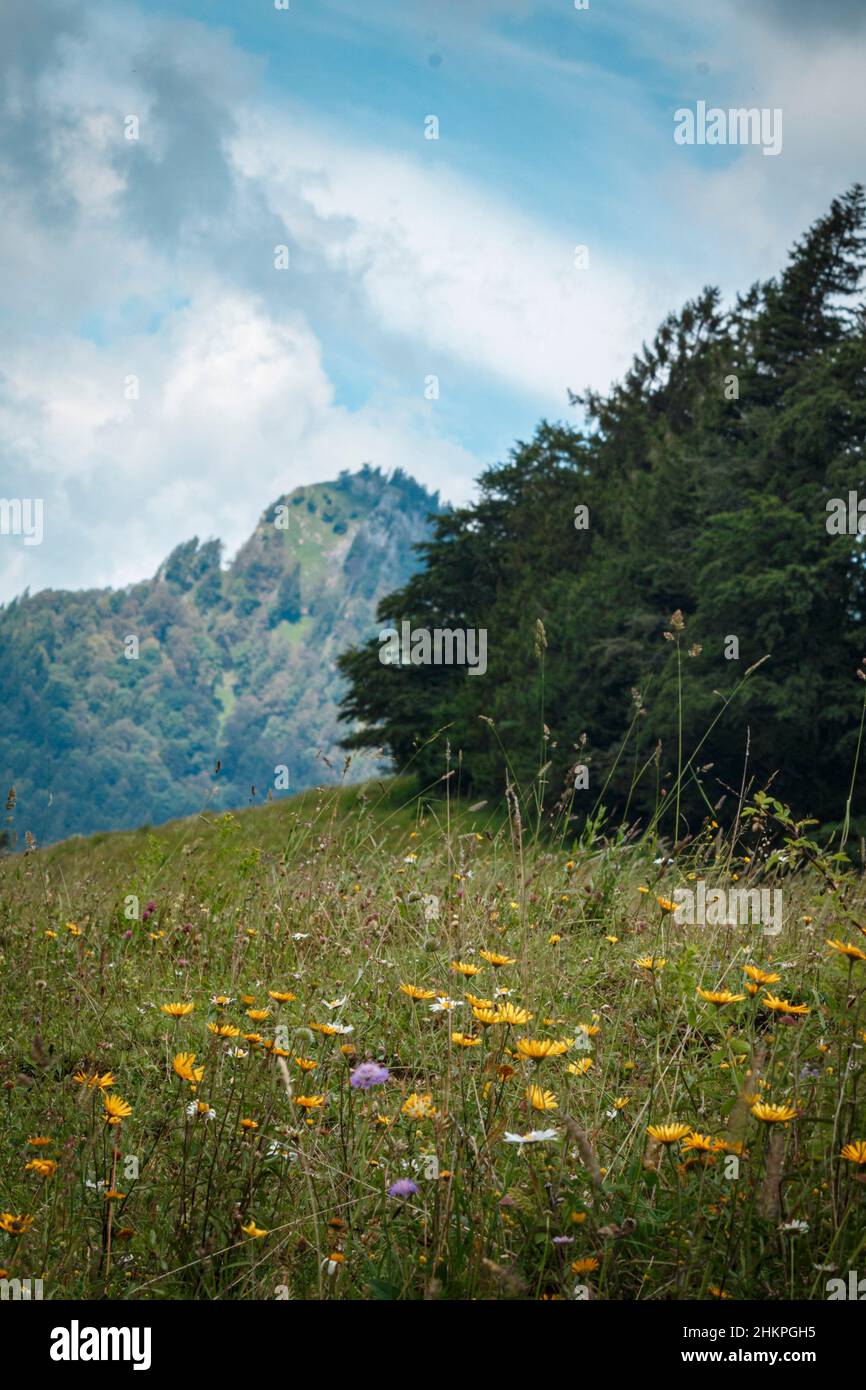 Fiori estivi sulle colline Foto Stock