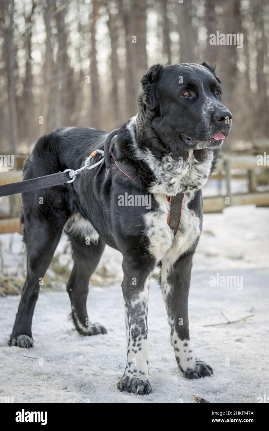 Cane pastore caucasico in piedi sulla neve in una foresta Foto Stock