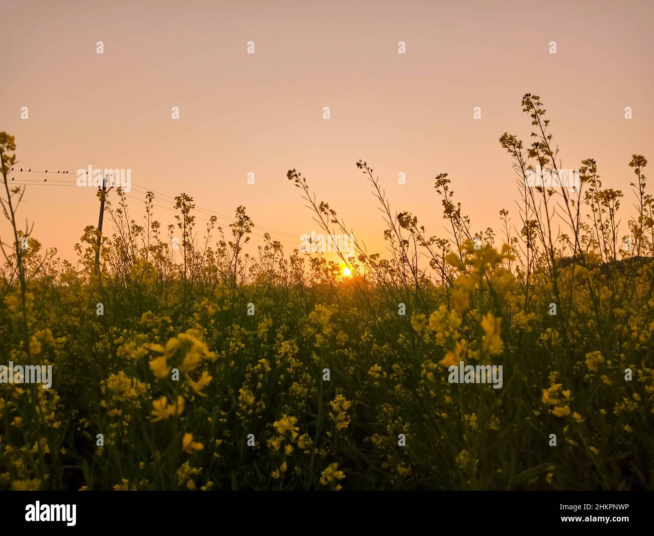 Fiori gialli di senape nel campo con la sera d'inverno Golden Sunset vista Foto Stock