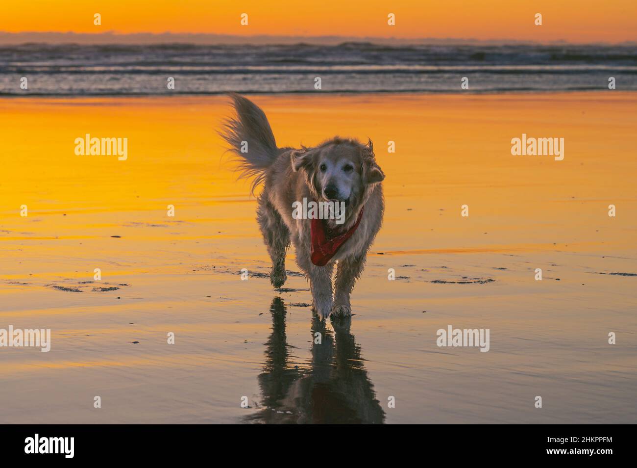 Cane che indossa un bandana sulla spiaggia al tramonto Foto Stock
