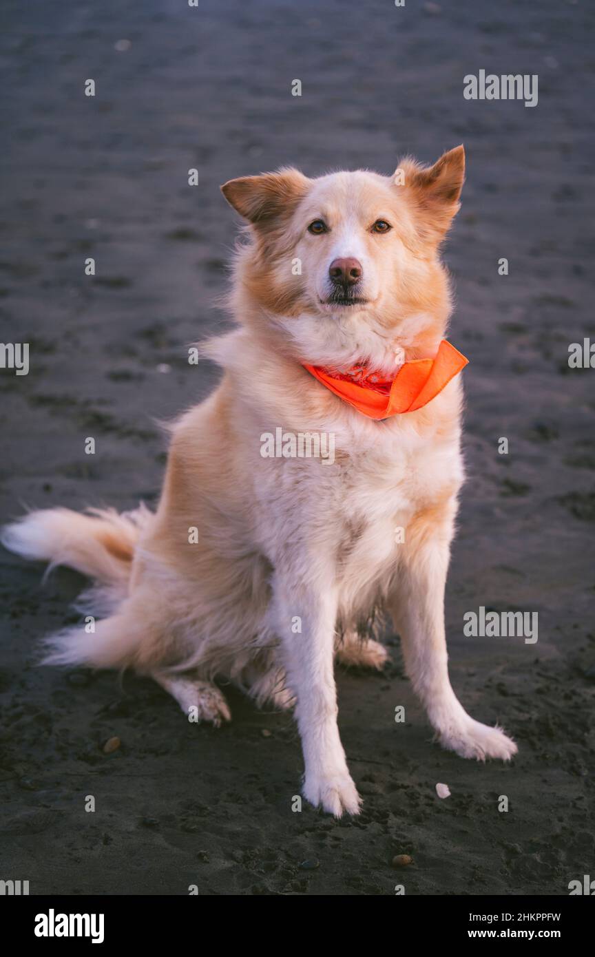 Cane che indossa una bandana che guarda la macchina fotografica seduta sulla spiaggia Foto Stock