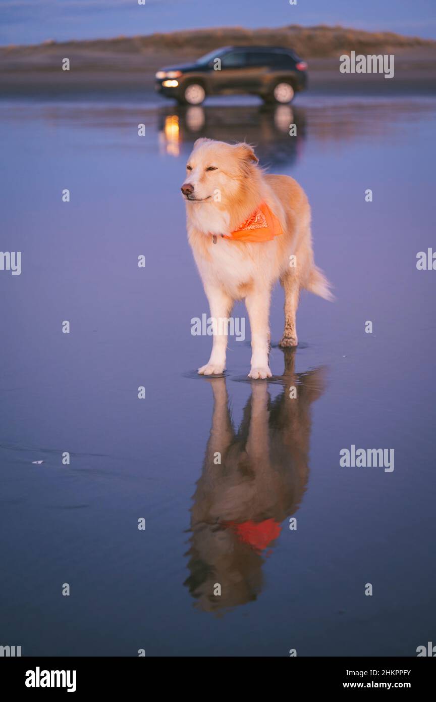 Cane che indossa un bandana in piedi sulla spiaggia al tramonto Foto Stock