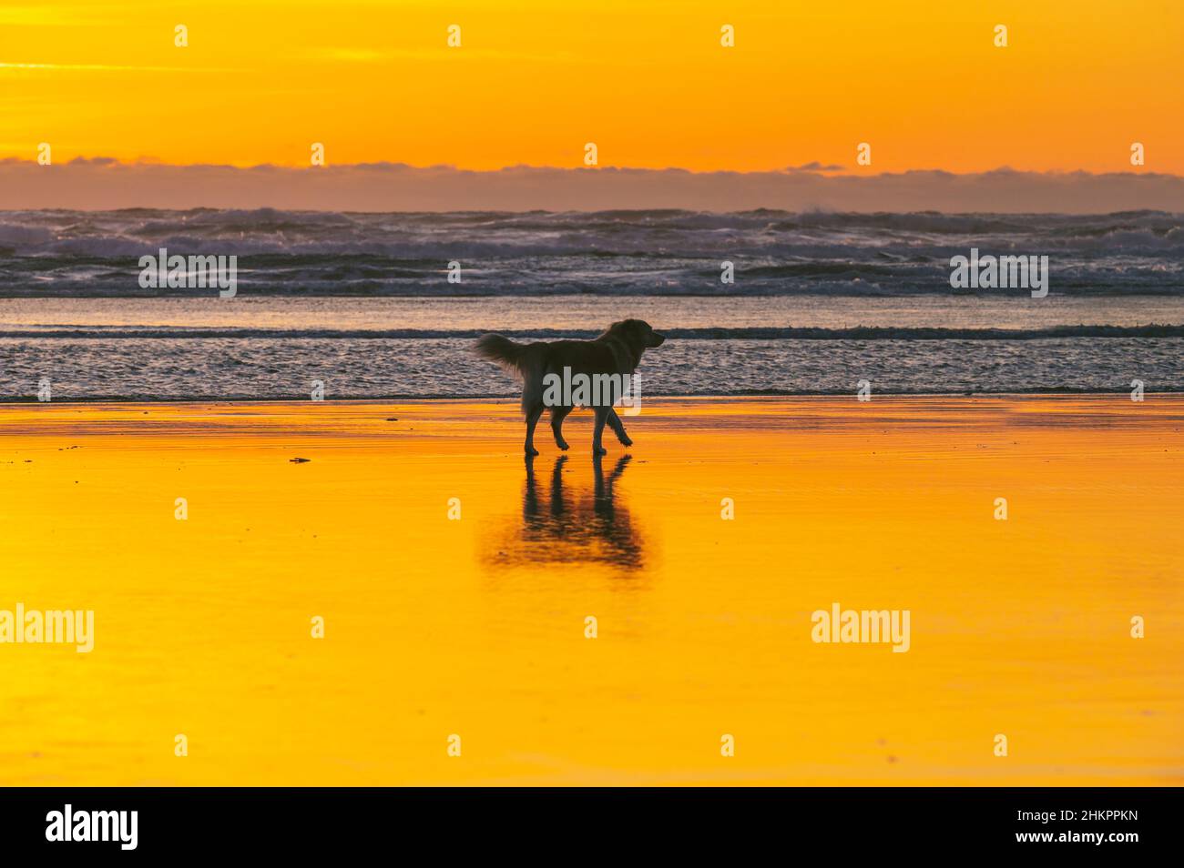 Silhouette di un cane che cammina sulla spiaggia al tramonto Foto Stock