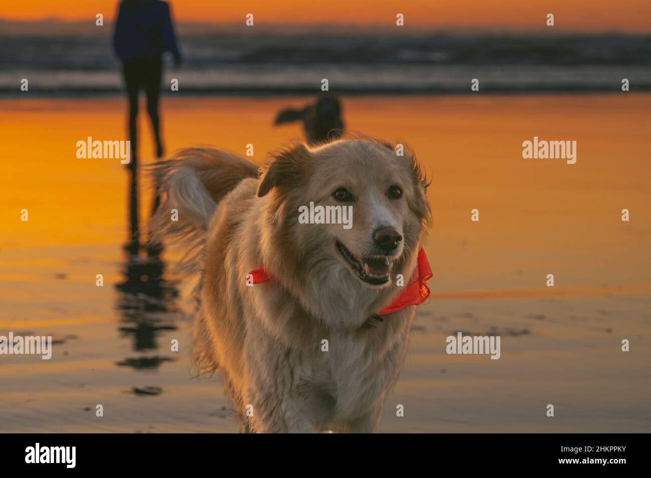 Primo piano di un cane sulla spiaggia al tramonto Foto Stock
