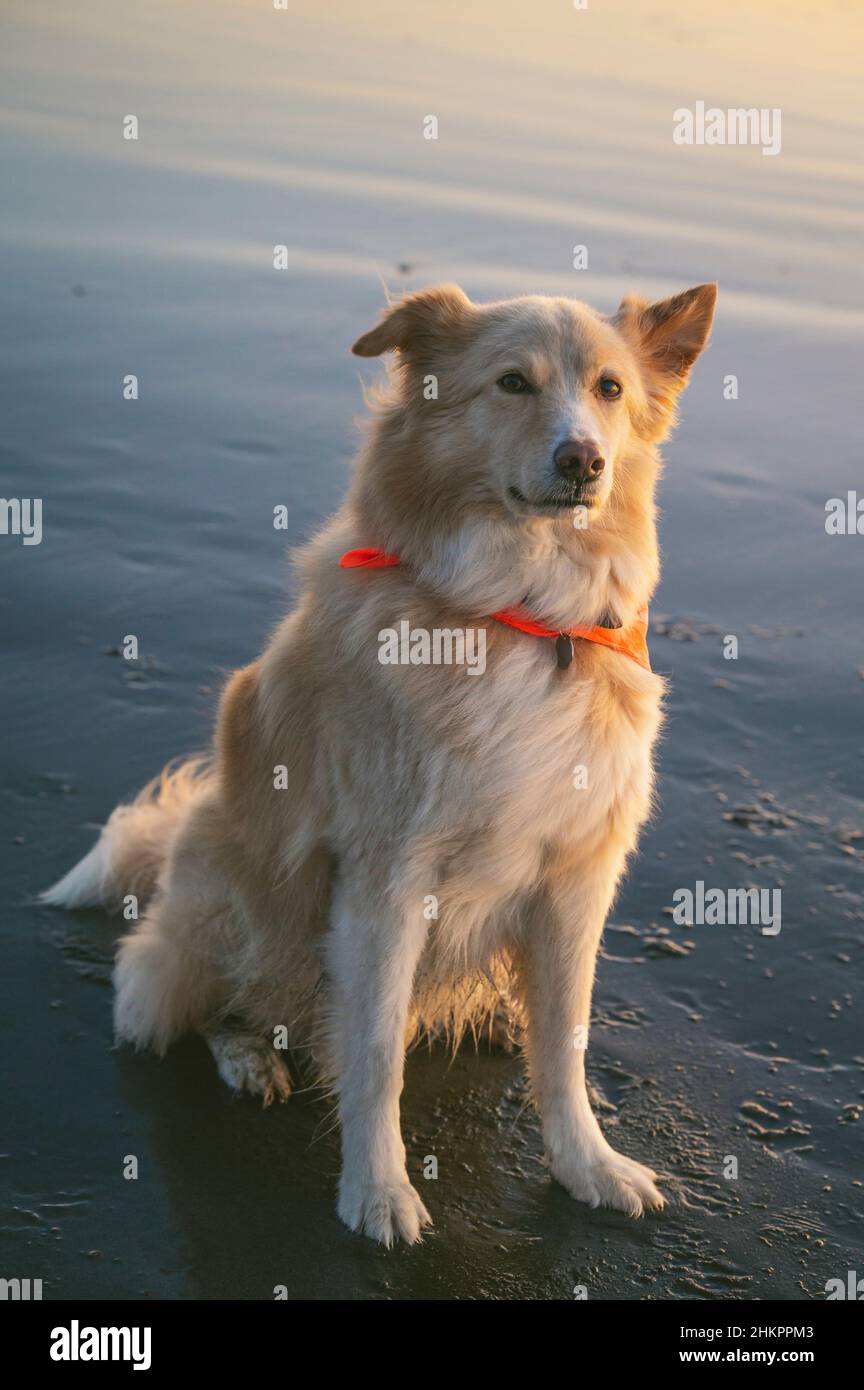 Cane che guarda la macchina fotografica seduta sulla spiaggia al tramonto Foto Stock
