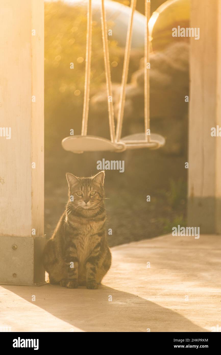 Un gatto siede sotto un'oscillazione fatta da uno skateboard Foto Stock