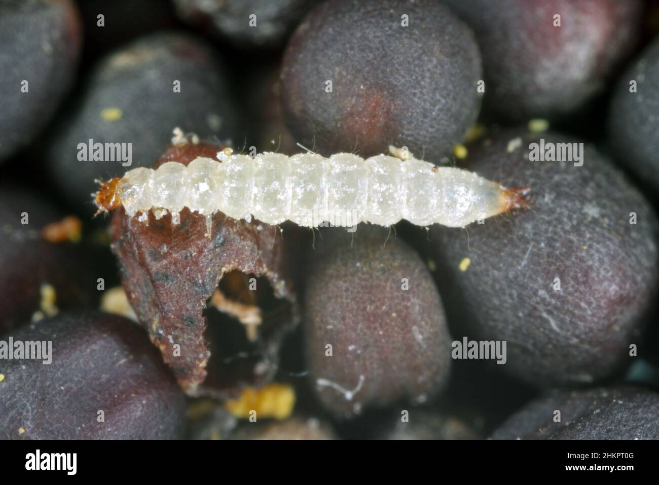 Il coleottero di grano segato Oryzaophilus surinamensis è un insetto della famiglia Silvanidae. Si tratta di una peste comune in tutto il mondo in magazzini e case. Larva Foto Stock