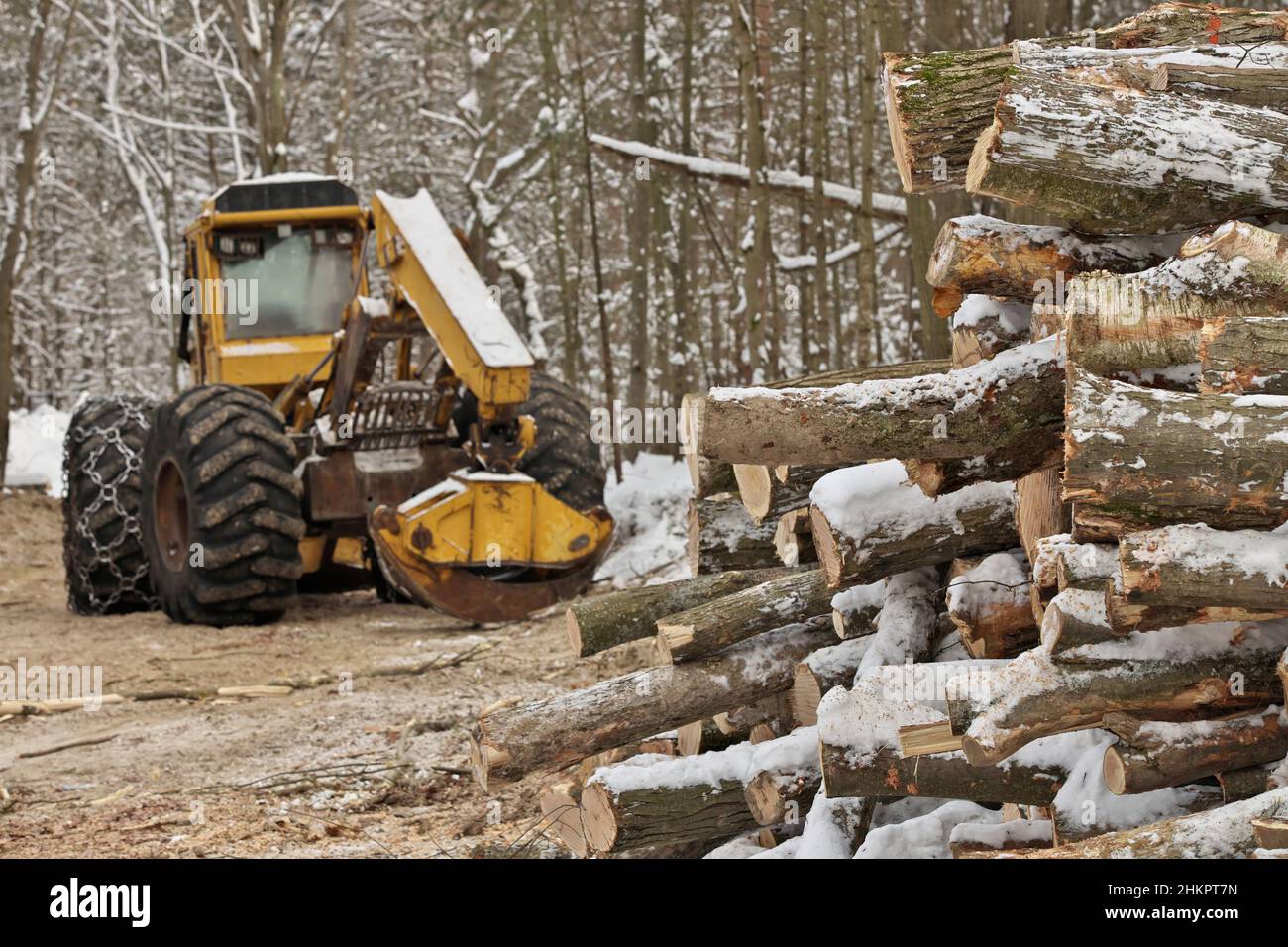 Skidder per tronchi o tronchi con tronchi di legname appena raccolti e impilati Foto Stock