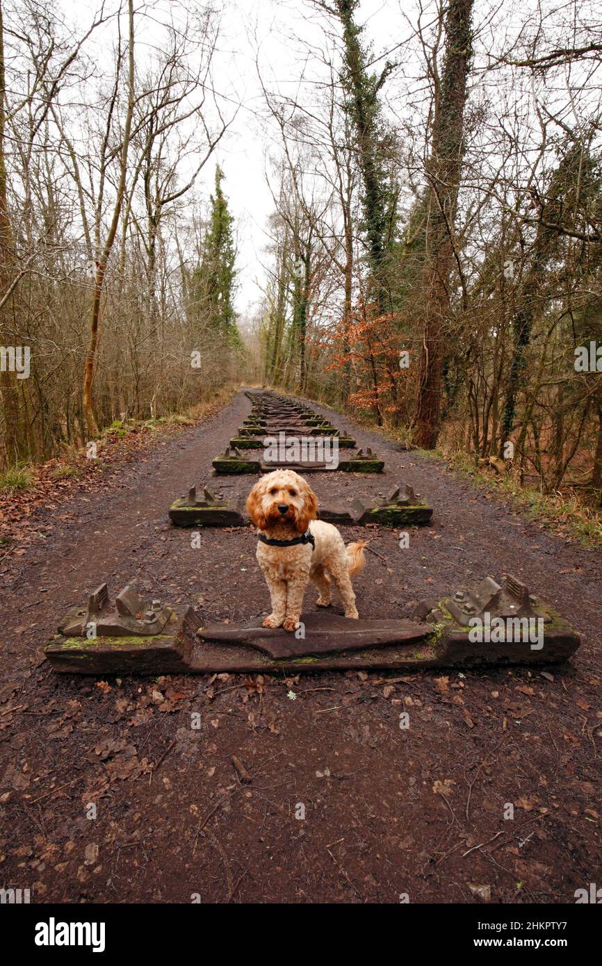 Una mostra Foresta di Dean Sculpture Trail. Binari scolpiti che riflettono il patrimonio industriale della foresta. Iron Road, Beechenhurst. Foto Stock