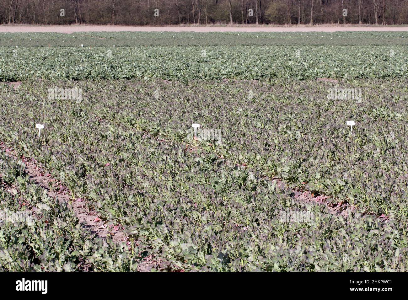 Una vista dei campi sperimentali in cui vengono condotte prove agronomiche. Foto Stock