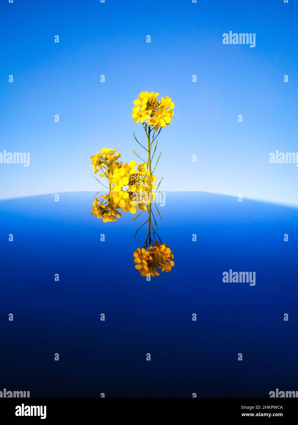 immagine colorata del retro di tre fiori gialli di senape con riflessione su un tavolo Foto Stock