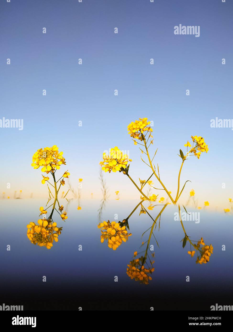 Fiore giallo di senape riflesso in vetro. Foto Stock