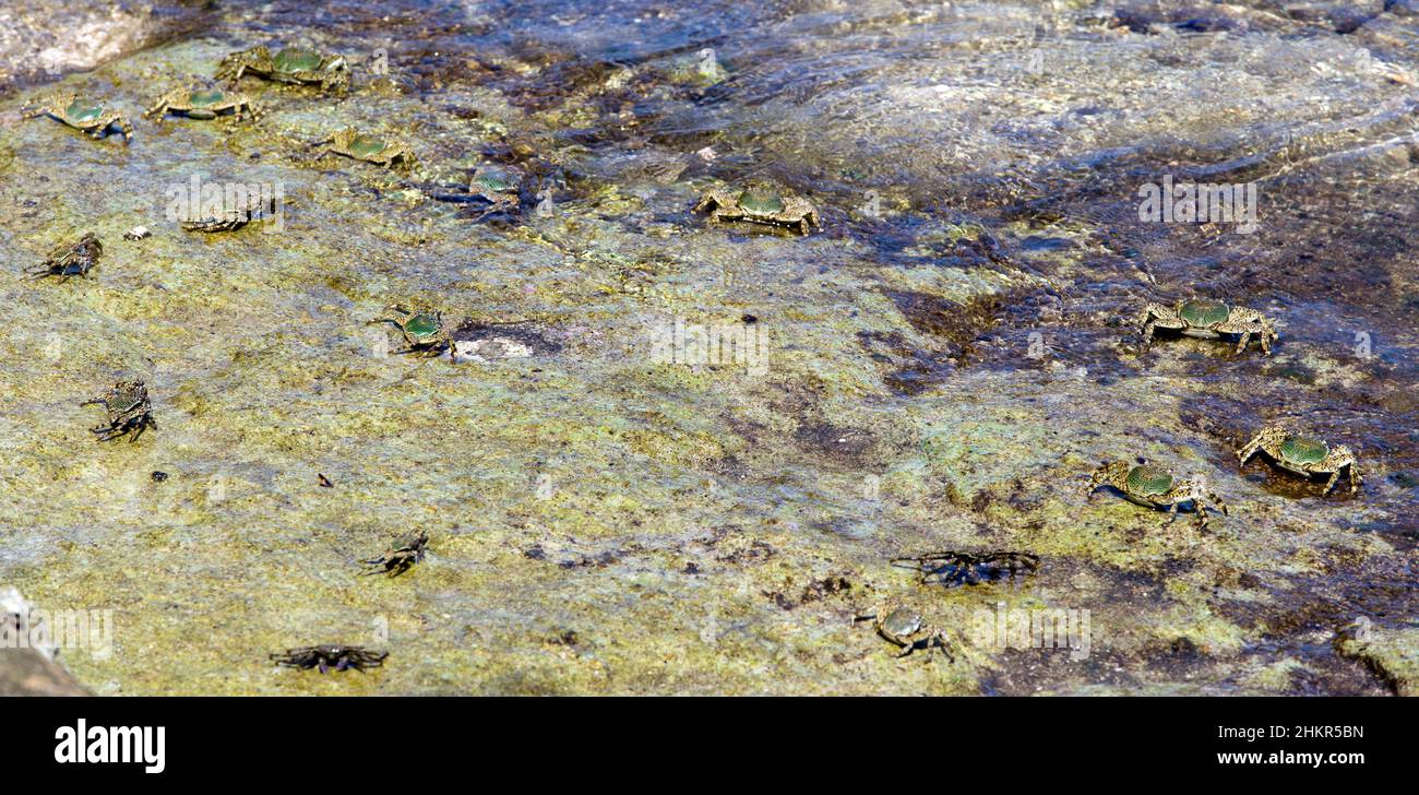 Vista del gruppo di Grapsus albolineatus in Indonesia Foto Stock